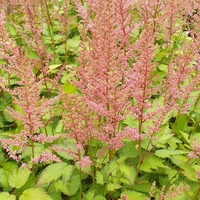 Astilbe chinensis 'Finale'